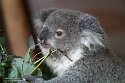 FZB01252095 Queensland koala / Phascolarctos cinereus adustus