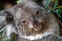 FZB01252108 Queensland koala / Phascolarctos cinereus adustus