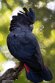 FZB02252148 roodstaartraafkaketoe / Calyptorhynchus banksii