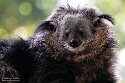 FZB02252227 bintoerong / Arctictis binturong