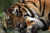 BPD02204172 Sumatraanse tijger / Panthera tigris sumatrae