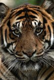 BPD02204179 Sumatraanse tijger / Panthera tigris sumatrae