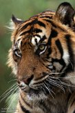 BPD02204191 Sumatraanse tijger / Panthera tigris sumatrae