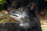 BPD02204249 timberwolf / Canis lupus occidentalis