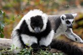 BPD02204286 zwartwitte vari / Varecia variegata ringstaartmaki / Lemur catta