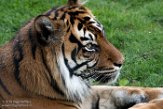 FZC01193002 Sumatraanse tijger / Panthera tigris sumatrae