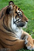 FZC01193021 Sumatraanse tijger / Panthera tigris sumatrae