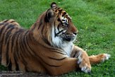 FZC01193023 Sumatraanse tijger / Panthera tigris sumatrae