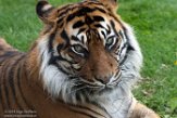 FZC01193024 Sumatraanse tijger / Panthera tigris sumatrae