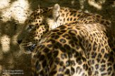 FZD01163582 Sri Lanka panter/ Panthera pardus kotiya