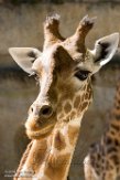 FZD01163638 kordofangiraf / Giraffa camelopardalis antiquorum