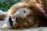 FZD01163644 Afrikaanse leeuw / Panthera leo