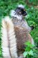 FPA02252491 moormaki / Eulemur macaco