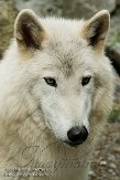 FMZ01085071 timberwolf / Canis lupus occidentalis