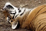 FMZ01085099 Siberische tijger / Panthera tigris altaica