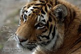 FMZ01085304 Siberische tijger / Panthera tigris altaica