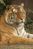 FMZ01127998 Siberische tijger / Panthera tigris altaica