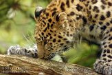 FMZ01128052 Amoerpanter / Panthera pardus orientalis