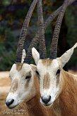 FPP01142772 algazel / Oryx dammah