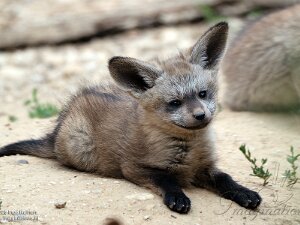 Parc Zoologique de Paris 2025