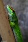 FPP01251858 Madagaskarreuzendaggekko / Phelsuma grandis