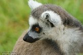 FPF01142153 ringstaartmaki / Lemur catta