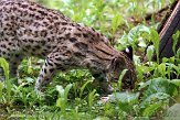 FPF01142284 oncilla / Leopardus tigrinus