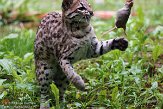 FPF01142286 oncilla / Leopardus tigrinus