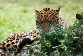FPF01142326 jaguar / Panthera onca