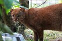 FPF01251457 jaguarundi / Puma yaguaroundi
