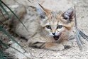 FPF01251611 zandkat / Felis margarita