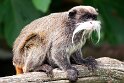 FTS01251840 keizertamarin / Saguinus imperator