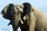 FZT01163858 Afrikaanse olifant / Loxodonta africana