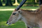 FZT01163870 elandantilope / Taurotragus oryx