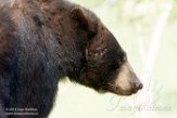 FZT01163902 Amerikaanse zwarte beer / Ursus americanus