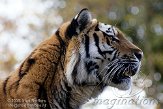 DTA0109B363 Siberische tijger / Panthera tigris altaica