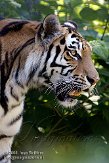 DBS01087732 Siberische tijger / Panthera tigris altaica