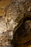 DCW01123325 Australische zoetwaterkrokodil / Crocodylus johnsoni