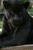 DTD01087642 jaguar / Panthera onca