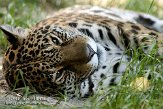 DTD01087649 jaguar / Panthera onca