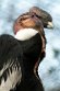 DZD01220609 Andescondor / Vultur gryphus