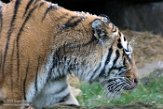 DZD01165738 Siberische tijger / Panthera tigris altaica