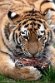 DGD01220627 Siberische tijger / Panthera tigris altaica