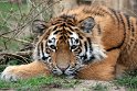 DGD01220645 Siberische tijger / Panthera tigris altaica