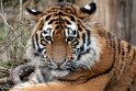 DGD01220652 Siberische tijger / Panthera tigris altaica