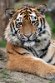 DGD01220692 Siberische tijger / Panthera tigris altaica