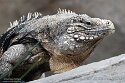 DGD01260183 Cubaanse rotsleguaan / Cyclura nubila nubila