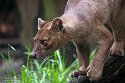 DGD01260198 fossa / Cryptoprocta ferox