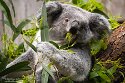 DGD01260229 Queensland koala / Phascolarctos cinereus adustus