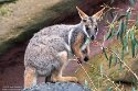 DGD01260263 geelvoetkangoeroe / Petrogale xanthopus